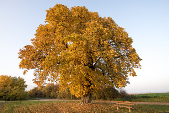 Kastanie im Herbst