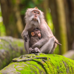 Monkey forest, Bali, Indonesia