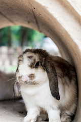 Cute rabbit resting in the tunnel