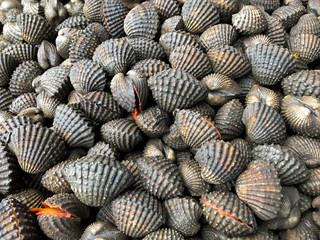 cockle at the market for cooking thai seafood