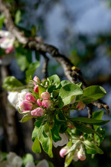 Apple blossom flowers