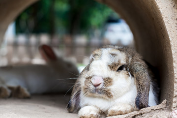 Fototapeta premium Cute rabbit resting in the tunnel