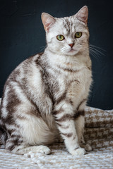 pregnant cat sitting