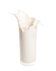 Milk splashing out of glass isolated on white background.