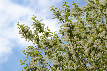 flowering bird cherry tree