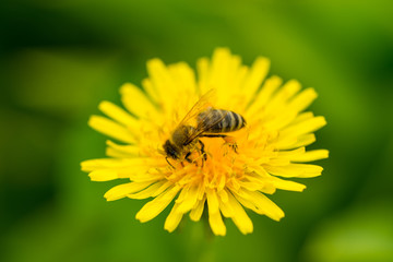 Macro of bee pollinate dandelion