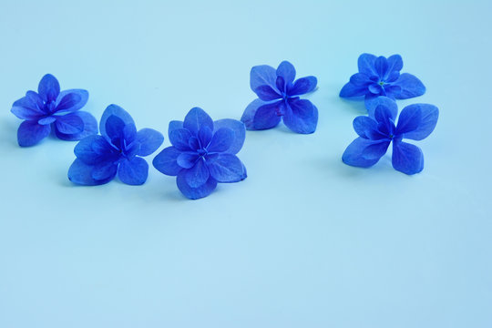 Fototapeta アジサイの花  