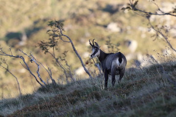 Chamois (Rupicapra rupicapra) Vosges Mountains, France