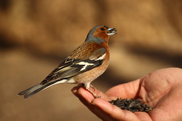Spring bird