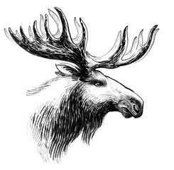 Moose head