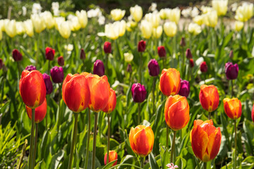 Tulip field with colorful tulips