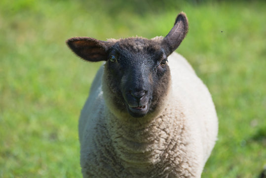 Sheep in the field, funny head