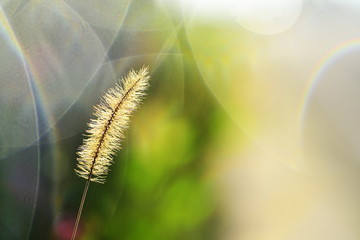a setaria