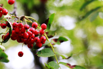 Obraz premium Berries in a beautiful autumn day
