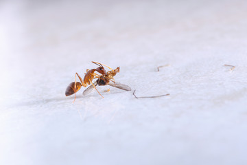 Ant eating  mosquito, on white background