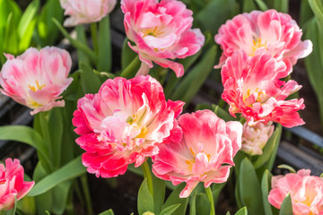 closeup of beautiful tulip flowers blooming in field,view from above.