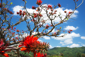 デイゴの花・沖縄の県花