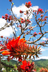 デイゴの花・沖縄の県花
