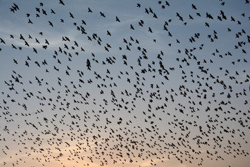 Flocking behavior of Starling Birds in winter