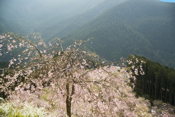 枝垂れ桜咲く山里