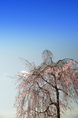 枝垂れ桜咲く山里