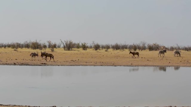A Tsessebe (Damaliscus lunatus) on waterhole, Etosha, with zebra and oryx