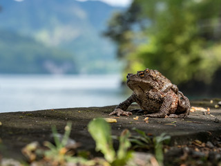 Frosch, Familie, Huckepack, Urnersee, Schweiz
