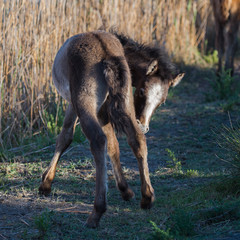 Foal, Camargue horse in back light in the swamps 