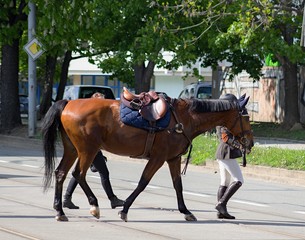 rider leads the horse