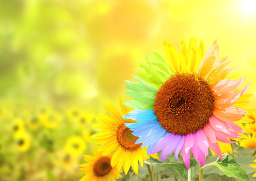 Sunflower with petals painted in rainbow colors