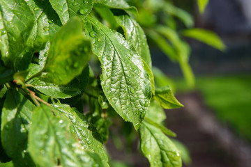 plum tree foliage after rain 