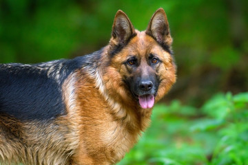 Portrait of german shepherd in forest