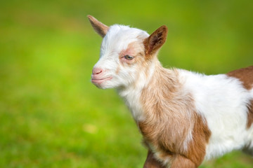 Beautiful cute goat kid on green spring grass