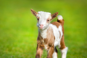 Beautiful cute goat kid on green spring grass - 152266956