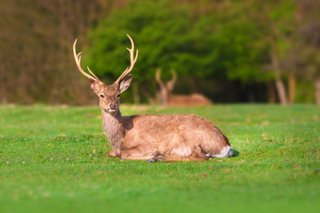 Deer with beautiful horns rest on green field against spring forest