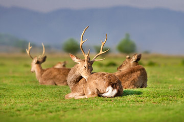 Horde of Resting Deer on spring field against blue mountain view