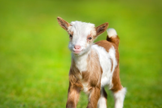 Beautiful cute goat kid on green spring grass