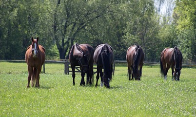 herd of horses