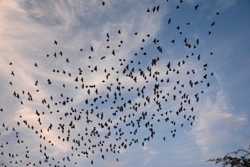 Flocking behavior of Starling Birds in winter
