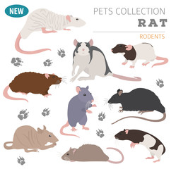 Rat breeds icon set flat style isolated on white. Pet rodents collection. Create own infographic about pets