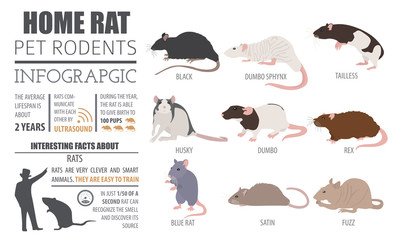 Rat breeds infographic template, icon set flat style isolated. Pet rodents collection. Create own infographic about pets