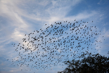 Flocking behavior of Starling Birds in winter