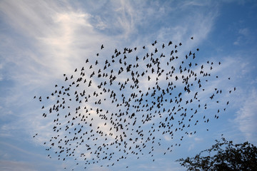 Flocking behavior of Starling Birds in winter