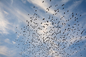 Flocking behavior of Starling Birds in winter