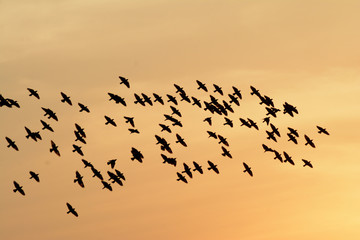 Flocking behavior of Starling Birds in winter