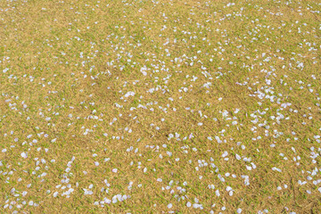 芝生と桜の花びら
