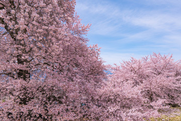 Kosan Okaegizakura – Famous Spring Spot with Blue Sky and Cherry Blossom Avenue (2017)