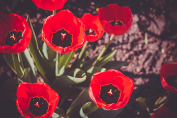 Spring Red Tulip Macro Retro