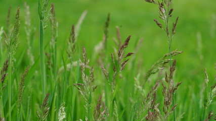 Grass in springtime
