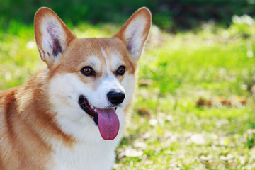 Welsh Corgi Pembroke